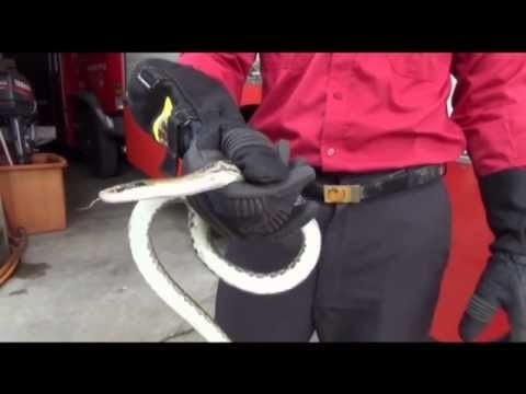 Serpiente muerde a un hombre en los testículos