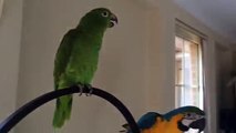 Macaw & Amazon parrot talking , crying , laughing ,playing