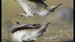 Real Angry Birds: Sharp-tailed Grouse Battle