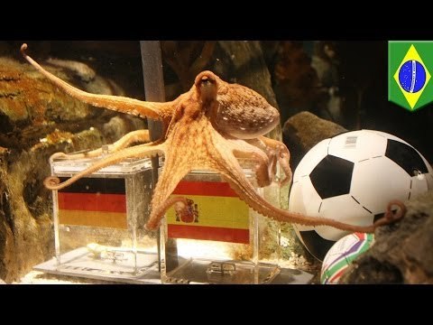 Mundial Brasil 2014: ¿Cual de estos animales es el reemplazo de Paul, el famoso pulpo psíquico?