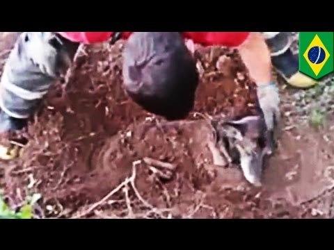 Increíble caso de perro en Brasil que sobrevivió dos días luego de ser enterrado vivo