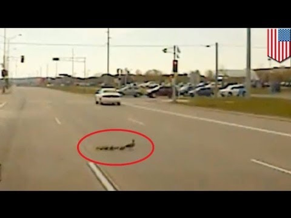 Policía detiene el trafico en una autopista para permitir que pato con sus crías crucen el camino