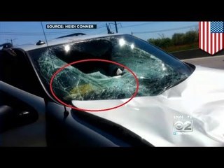 Venado salta desde paso elevado y aterriza en el parabrisas de una inocente conductora