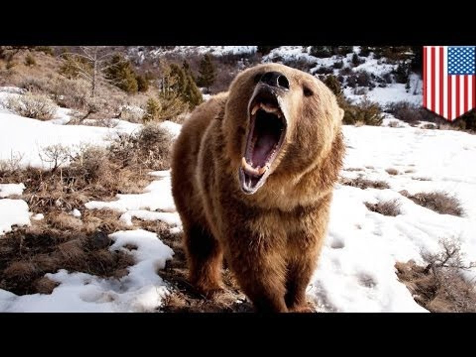Oso pardo protege a sus cachorros y ataca a caminante, lo deja moribundo, increíblemente sobrevive