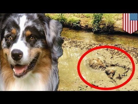 Increíble rescate de perro atrapado en lodo por tres días por la policía de Pennsylvania