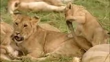 Le gardien des lions