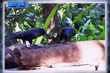 شاهد ذكاء طير الغراب (سبحان الله) غربان ذكية جدا