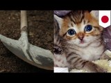 Cruauté envers les animaux: À l’école, un enseignant enterre 4 chatons vivants.