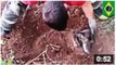 VIDEO: Un berger allemand est sauvé après avoir été enterré vivant durant deux jours