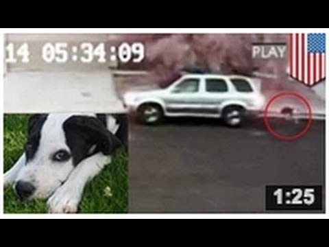 VIDEO: Une famille est filmée abandonner un chiot dans une rue.
