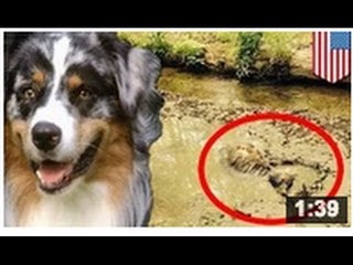 Deux agents de police sauvent un chien enlisé dans la bouillasse