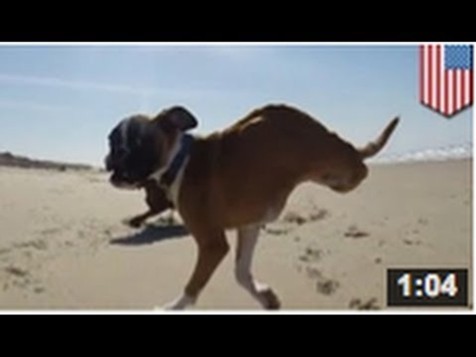 VIDEO: Duncan Lou, un boxer à deux pattes