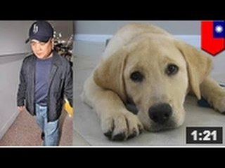Un Labrador guide de neuf mois a perdu son oeil gauche après avoir été attaqué par un homme.