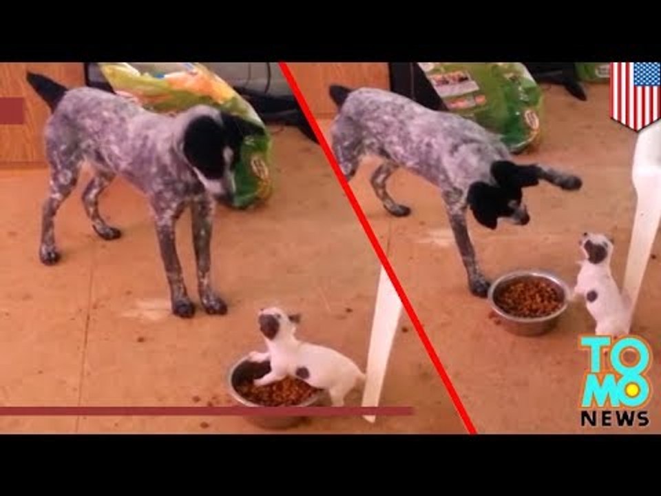 VIDEO: Un Chihuahua défend sa gamelle contre un molosse