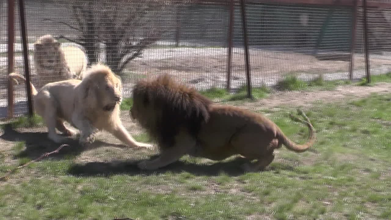 Voici comment un lion devient roi