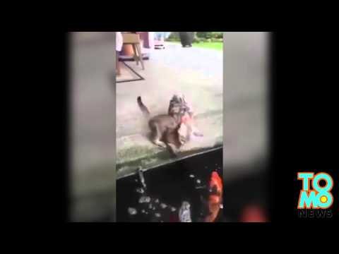 VIDEO: Isang pusa, muntikan nang maging merienda ng isang isda!