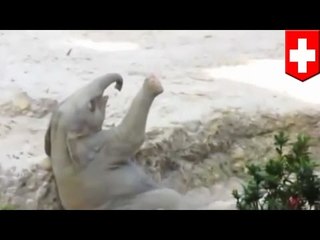 VIDEO: Super cute baby elephant, hindi makatayo nang maayos sa zoo!