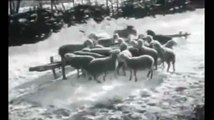 İlirya Çoban Köpeği Kurtları Öldürüyor (Sarplaninac)