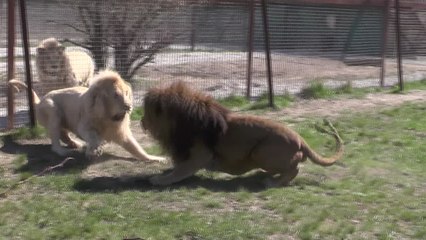 Lions Do Battle for Control of Sevastopol’s Taigan Safari Park
