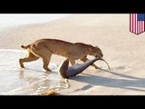 Not photoshopped: bobcat catches shark in Vero Beach, Florida