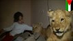 Living with lions: Gaza strip family adopts two adorable baby lion cubs as pets