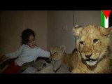 Living with lions: Gaza strip family adopts two adorable baby lion cubs as pets