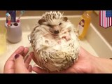 Cute animals: Baby hedgehog with Stockholm Syndrome submits to bath time