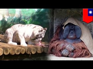 Stupid politicians: City mayor thinks orangutan and tiger escaped, panics whole city