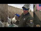 Birds falling from the sky: Avian cholera kills thousands of wild geese in Idaho