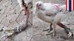 Chicken has four legs in amazing chicken video with freak deformity