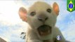 White lion cub: Brazil zoo shows off two-month old white lion cub