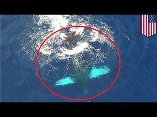 Humpback whale footage caught by drone camera: amazing scenes of tail slapping
