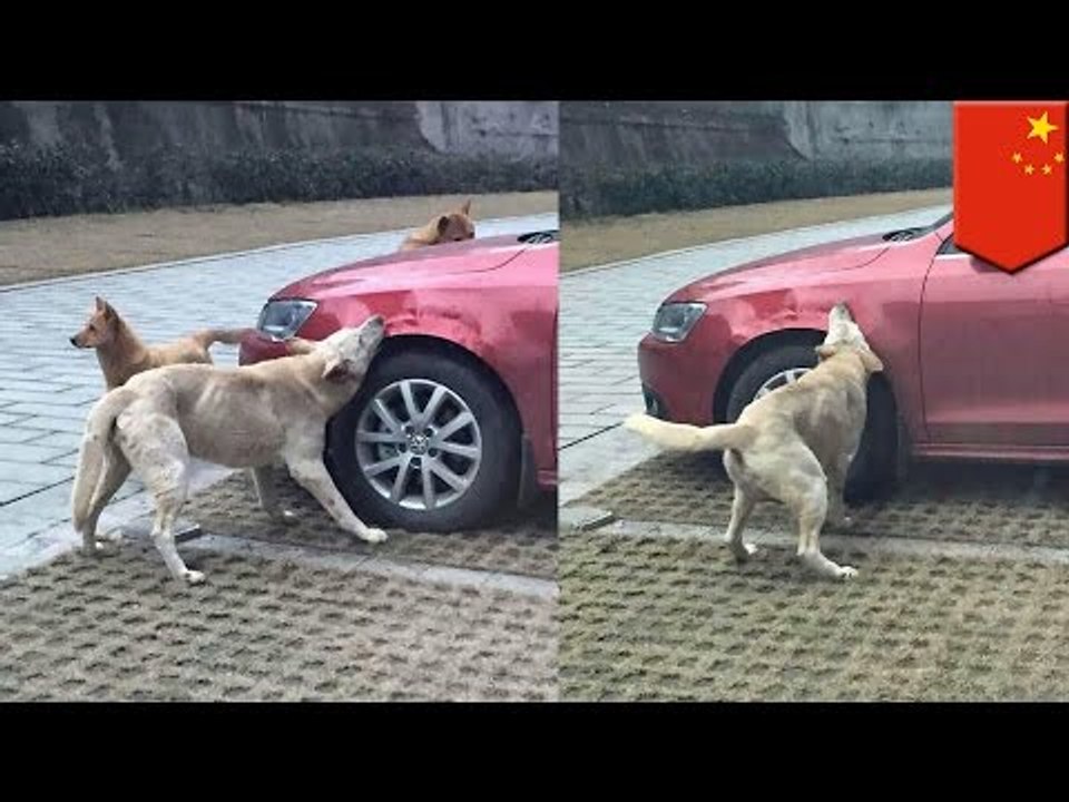 Watch these dogs bite chunks out of man’s car after he kicked them