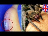 World’s deadliest spiders found in banana: Mom finds Brazilian wandering spiders in Tesco fruit