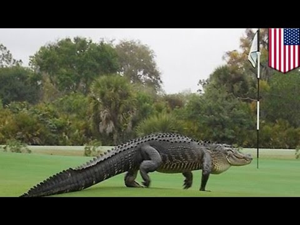 Florida gators: giant dinosaur-looking alligator strolled onto golf course, freaking out golfers