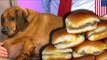 Obese weiner dog loses 44 pounds after no longer eating White Castle burgers