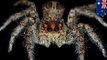 New painkillers found in spider venom by scientists at Australia's University of Queensland