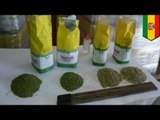 Cocaine bust: 27 tons of coca leaves disguised as tea seized in Bolivia