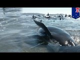 Save the whales: A pod of 198 pilot whales came aground on a New Zealand beach