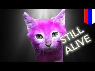 Pink cat alive! Elena Lenina may sue media who said she dyed her cat dead