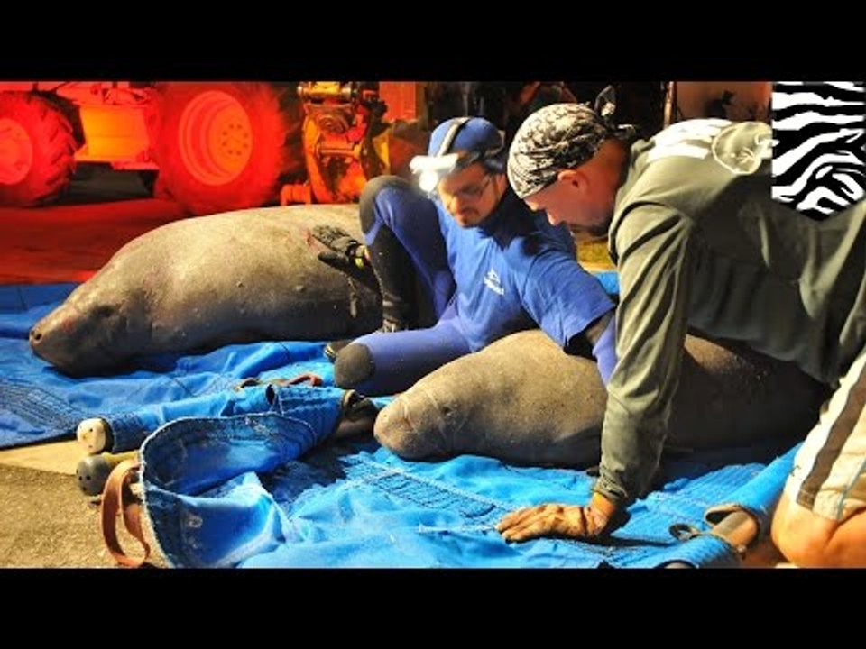 Manatee rescue: 19 sea cows are rescued from drainage pipe at Satellite Beach, Florida