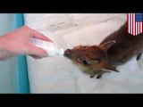 Baby deer drinks milk from bottle: Tennessee muntjac fawn Liddy Bug is your new favorite animal