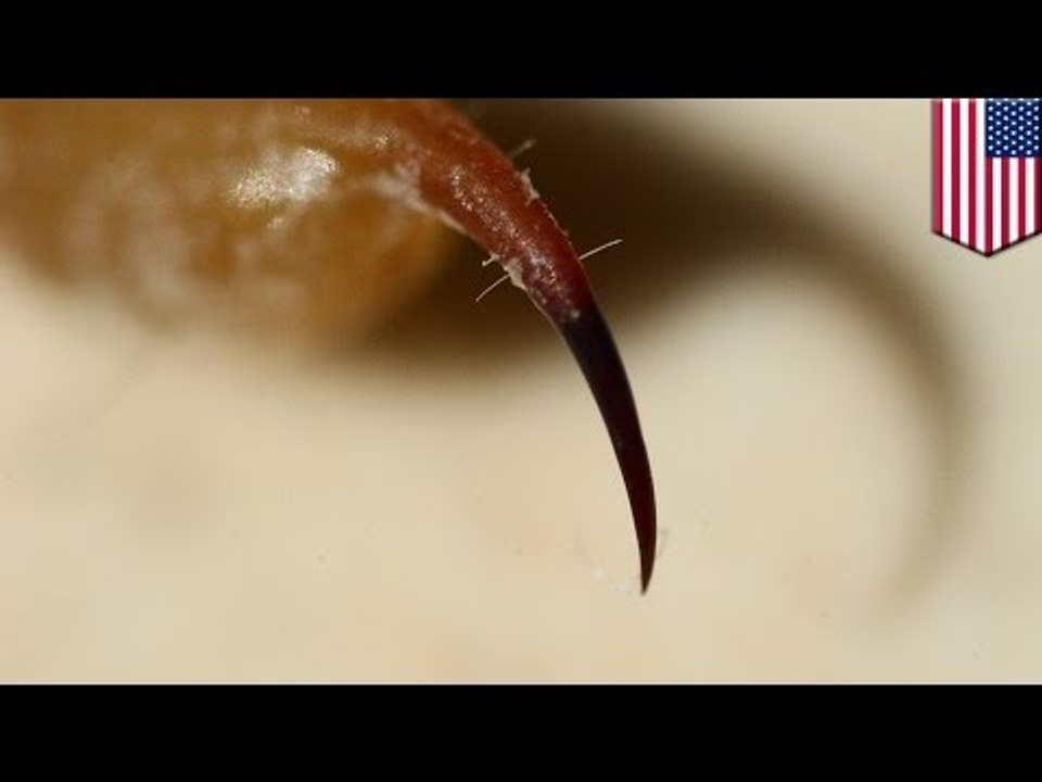 Scorpions stings plane passenger: arachnid attacks woman on Alaska Airlines flight at LAX