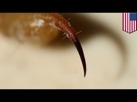 Scorpions stings plane passenger: arachnid attacks woman on Alaska Airlines flight at LAX