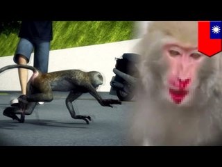 Anger Management: Man has a leaky roof so he beats every monkey he can find