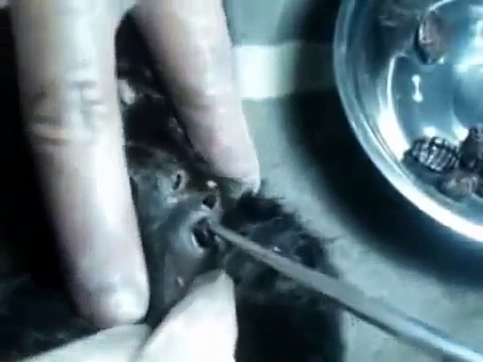 INTENSE BOT FLY Removal