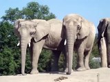 African Elephants at Toronto Zoo