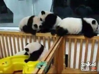 BABY PANDAS: Playing in a Crib