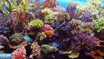 Selecting Corals for Your Reef Tank - EP 3: Fish and Corals