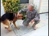 German Shepherd Fetches Ball, Returns to Find His Soldier Home from Deployment